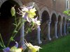 San Francesco della Vigna - history